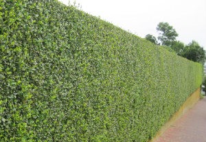 hedge-cutting-maintenance-barnes